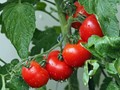 Δεν υπάρχει νερό για ντομάτες και βαμβάκι